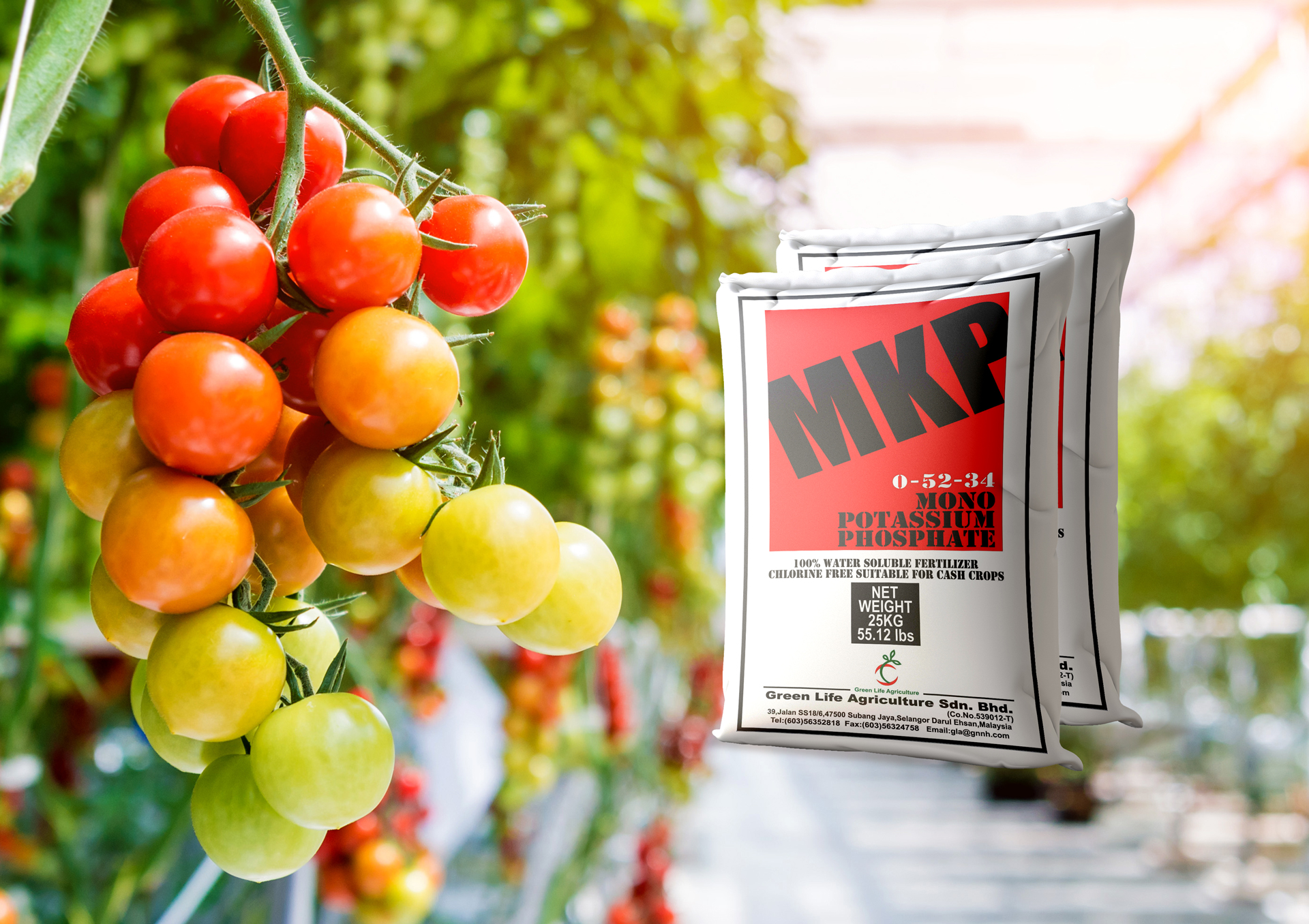GLA MKP Tomato Fertilizer