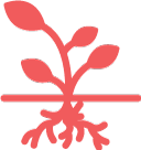root health
